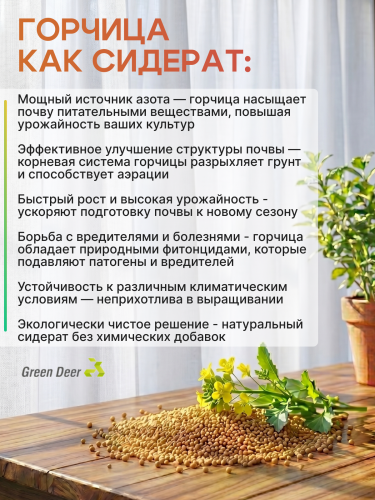 Горчица семена 10 кг фото 2