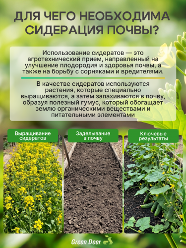Горчица семена 10 кг фото 4