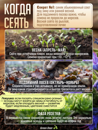 Синяк обыкновенный семена 1 кг фото 3