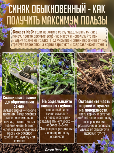 Синяк обыкновенный семена 1 кг фото 5