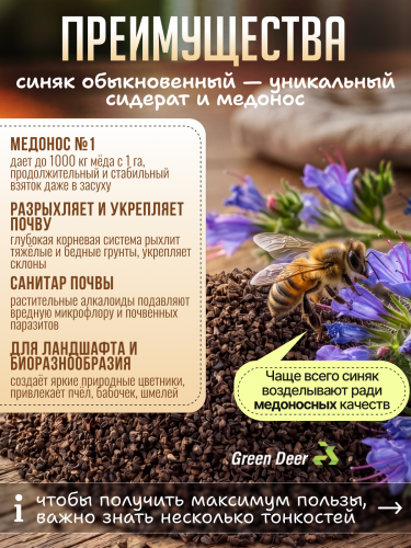 Синяк обыкновенный семена 1 кг фото 2
