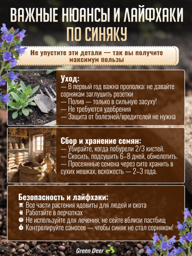 Синяк обыкновенный семена 1 кг фото 9