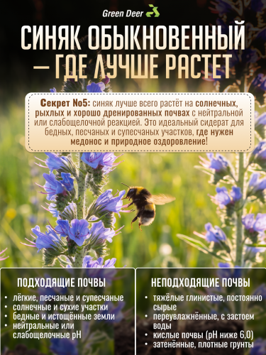 Синяк обыкновенный семена 1 кг фото 7